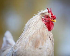 White rooster with V comb