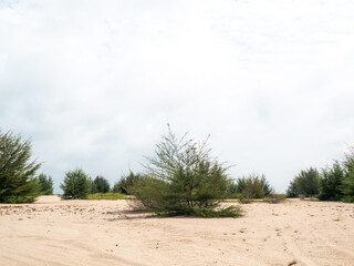 A green tree that lives fresh in the middle of the desert