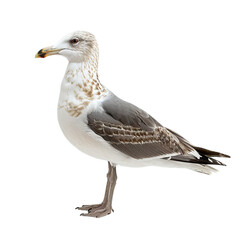 Obraz premium Close up Seagull Side View, png