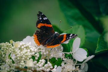 butterfly on flower