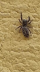 spider on the wall