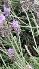 lavender flowers in the garden