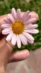 daisy in hand