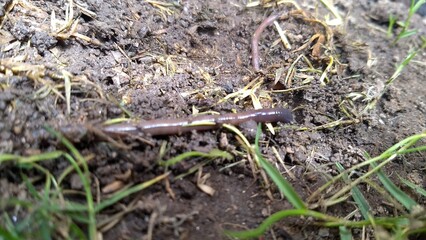 worm on the ground