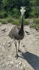 ostrich