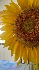 close up sunflower on a table