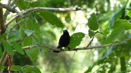 crow on a branch