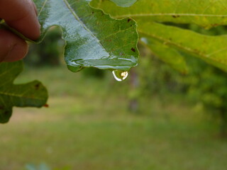 rain drops on leaf