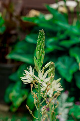 Photo of growing flowers in the garden