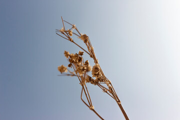 Rama de planta seca color marrón claro con flores secas, cielo azul sin nubes, luz del sol de lado lateral