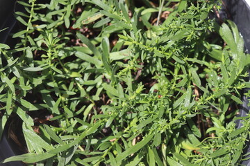 Aster ericoides Aster wrzosolistny Snow Flury bylina