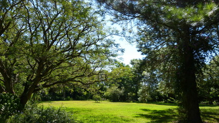 trees in the park