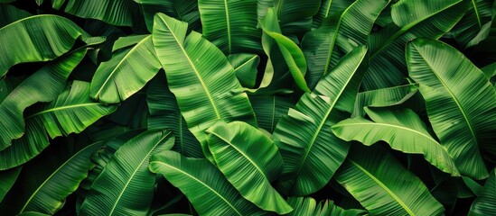 Fototapeta premium Lush green banana leaves in a tiny garden provide a vibrant backdrop for a copy space image.