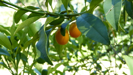 kumquats