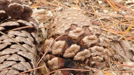 pine tree seeds