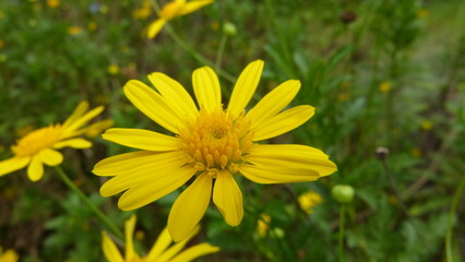 yellow flower in the grass