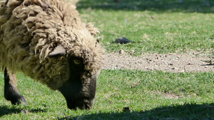 sheep in the grass
