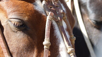 horse head close up