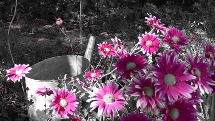 pink flowers in the garden