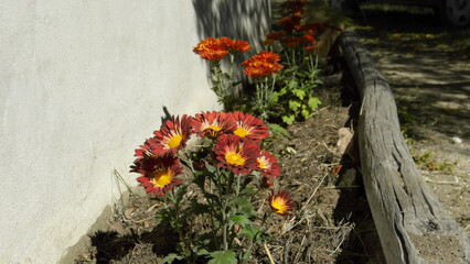 red flowers on log