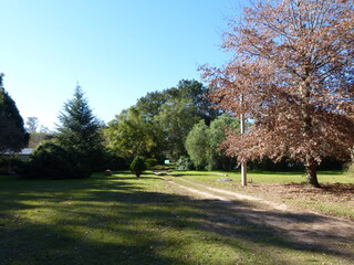 trees and dirt road