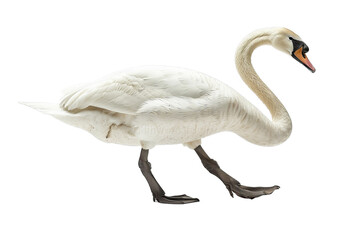 Swan walking isolated on white background, png