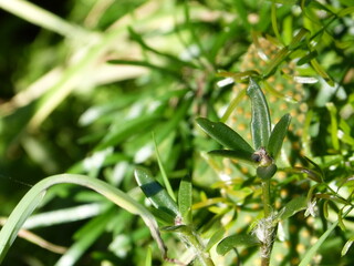 close up of green leaves