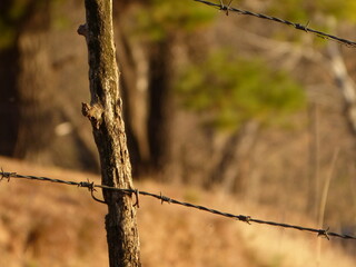 rusty barbed wire