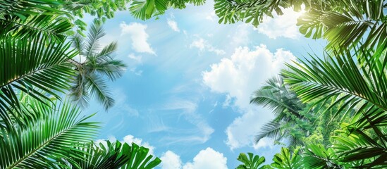 Obraz premium Sky overhead showcases lush coconut tree foliage with ample copy space image.