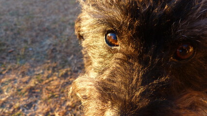 close up of dog's eye