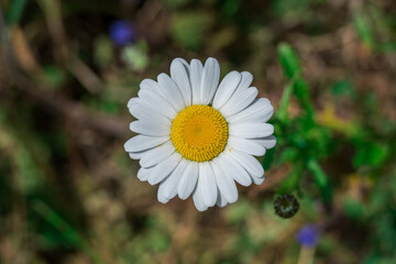 Obraz premium Photo of growing flowers in the garden
