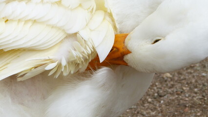 white duck grooming feathers close up