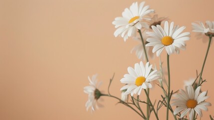 Chic bouquet of chamomile daisies on soft beige backdrop Simple stylish floral arrangement Up close flower shot