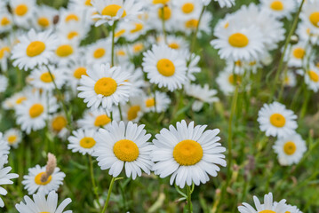 Photo of growing flowers in the garden