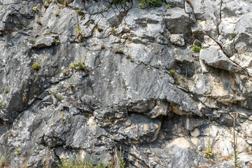 The texture of the rock stone and the plants on it, the background and the image of the texture.