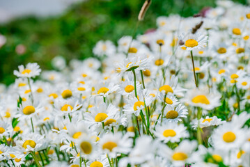 Photo of growing flowers in the garden