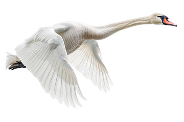 Swan flying isolated on white background, png
