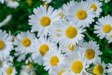 Obraz premium Photo of growing flowers in the garden
