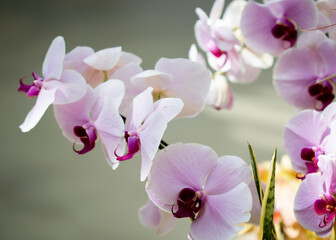 Orchid
