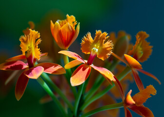 Fire-star orchid