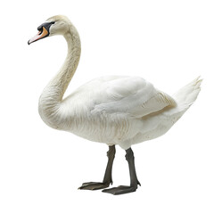 Obraz premium Swan isolated on white background, png
