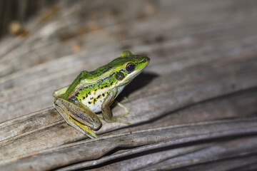 The Common green paddy frog - Hylarana erythraea and is also known as , Red-eared frog or Leaf frog on dry coconut leaves at night.