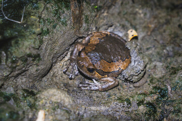 Banded bullfrog - Kaloula pulchra burrowing out of the wet ground on a rainy night.