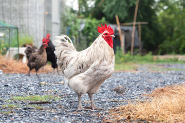 Free range organic chickens poultry in country of Thailand. Splash australorp rooster in the backyard.