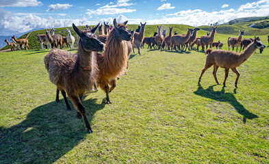 Fototapeta premium Llamas of all colors and sizes walking around a field and enjoying a beautiful sunny afternoon. Cochasqui, Ecuador.