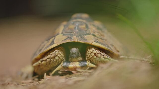 Tortoise Face Close-Up 4k details