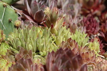sempervivum Befreckled rojnik 