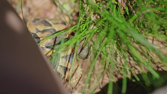 Tortoise Hiding in Grass 4k