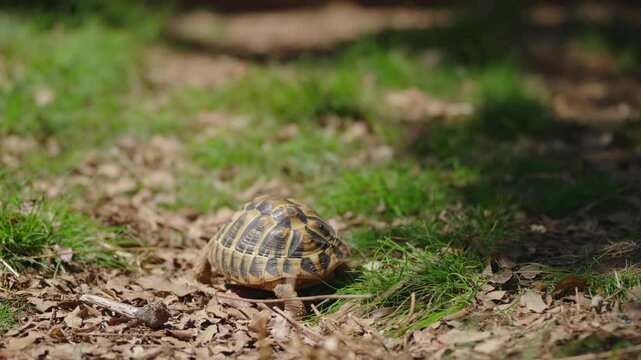 Tortoise in Natural Environment Slow Motion