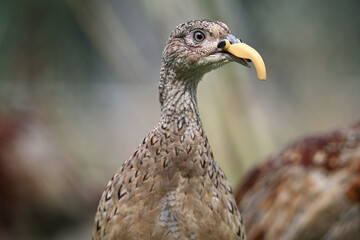 common pheasant female birds domestic